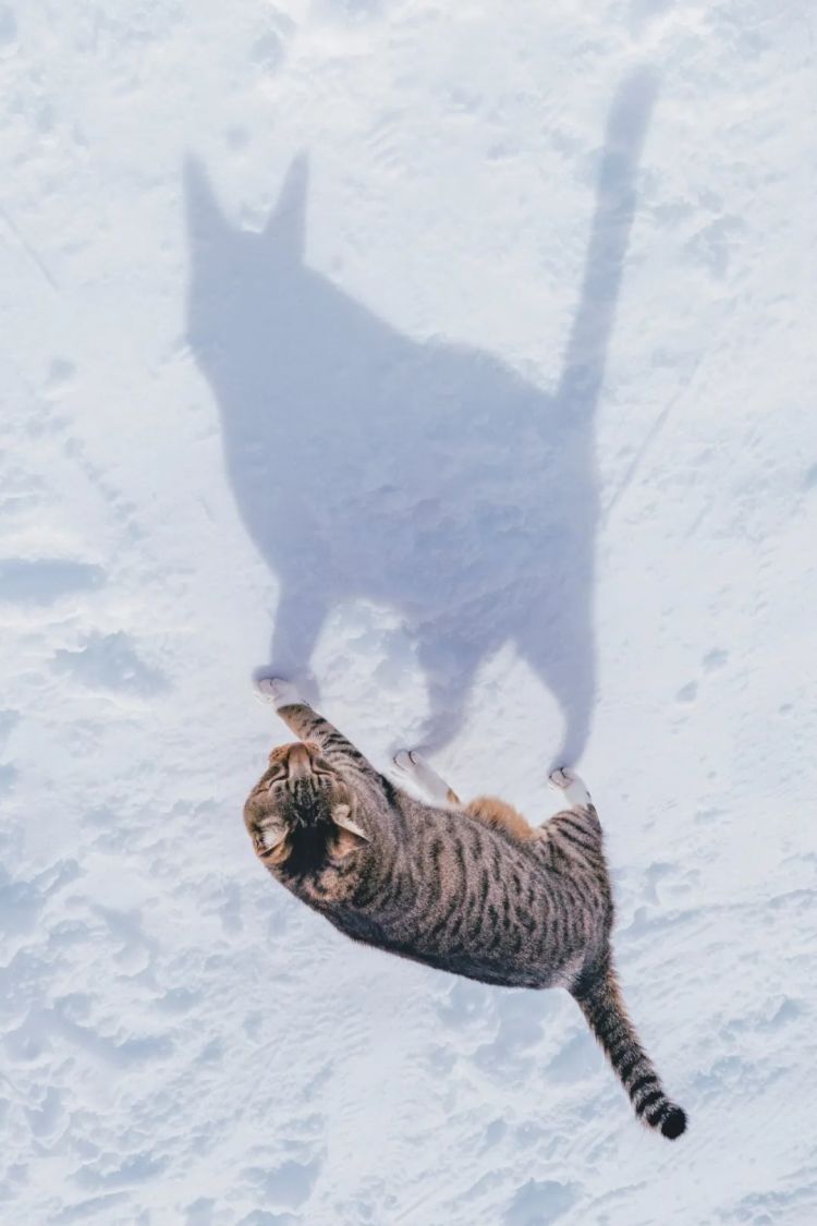 第267期:新一批731细菌战罪证公布;日本年度汉字揭晓;日本近7成支持女性天皇?日本将没有大熊猫?| 百通板 第267期:新一批731细菌战罪证公布;日本年度汉字揭晓;日本近7成支持女性天皇?日本将没有大熊猫?| 百通板