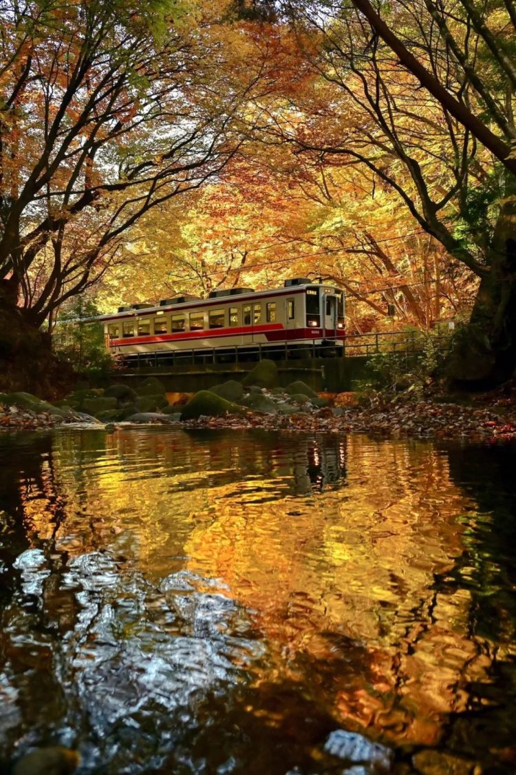 第269期：日本投入62亿应对熊害；松田圣子加盟红白；堂本光一宣布结婚；日本出生率再创新低？全球百大最美面孔出炉 | 百通板