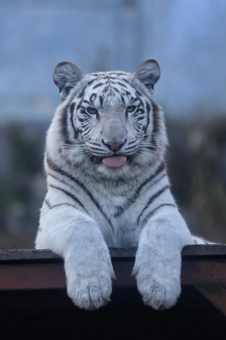 第269期：日本投入62亿应对熊害；松田圣子加盟红白；堂本光一宣布结婚；日本出生率再创新低？全球百大最美面孔出炉 | 百通板