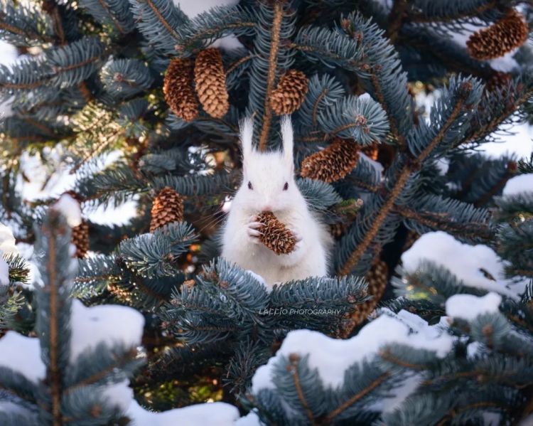 第269期：日本投入62亿应对熊害；松田圣子加盟红白；堂本光一宣布结婚；日本出生率再创新低？全球百大最美面孔出炉 | 百通板