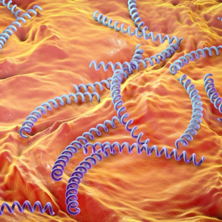 日本飙升的梅毒，到底是什么毒？