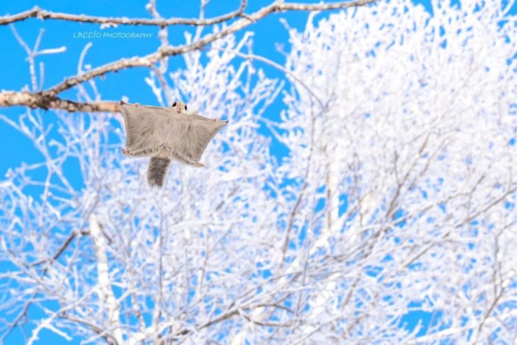 第271期：中国对日本实施出口管制；北海道餐馆墙壁藏尸？高市早苗将解散众议院 日本或提前大选？XG改名 | 百通板