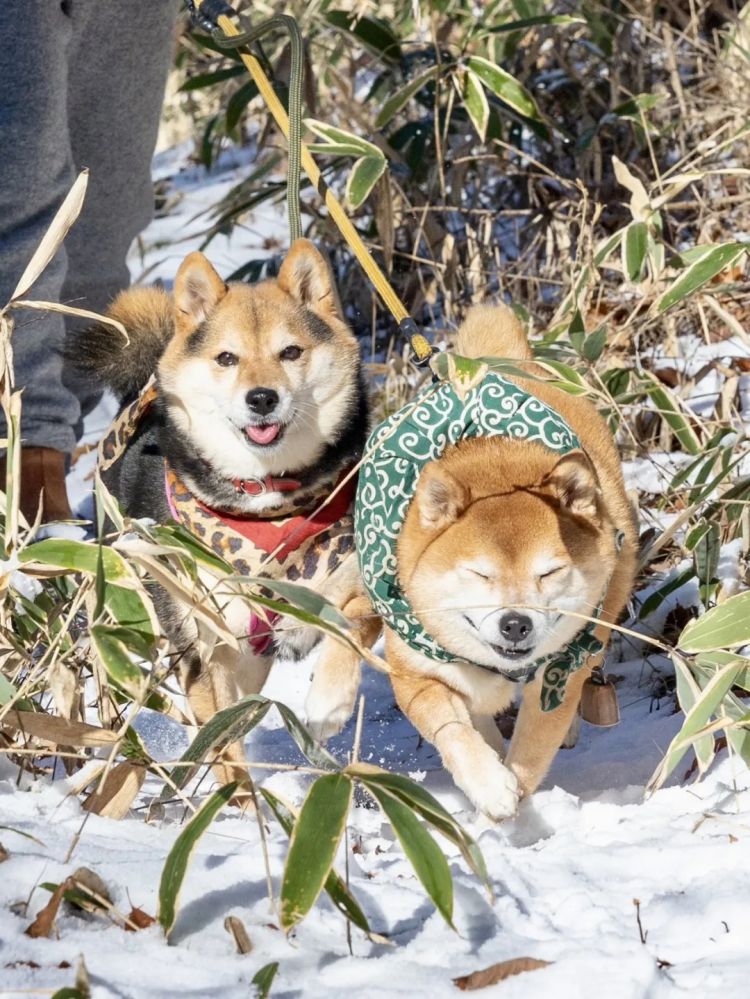 第272期:日本将提前大选 创下最快记录?日本前首相退出政坛 曾颁布令和年号;米仓凉子再陷涉毒疑云 | 百通板 第272期:日本将提前大选 创下最快记录?日本前首相退出政坛 曾颁布令和年号;米仓凉子再陷涉毒疑云 | 百通板