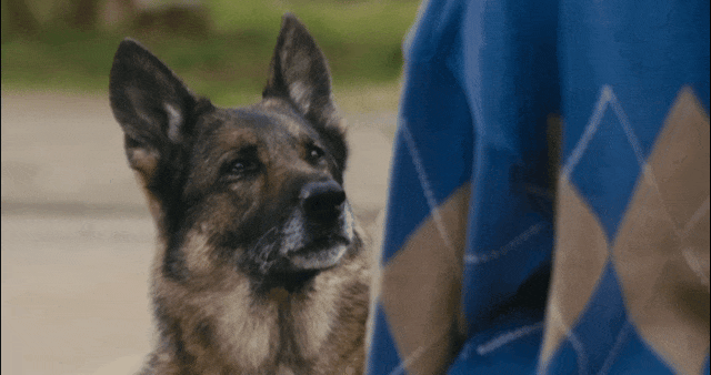 好厉害！狗狗电影竟然拍出了苦难人间