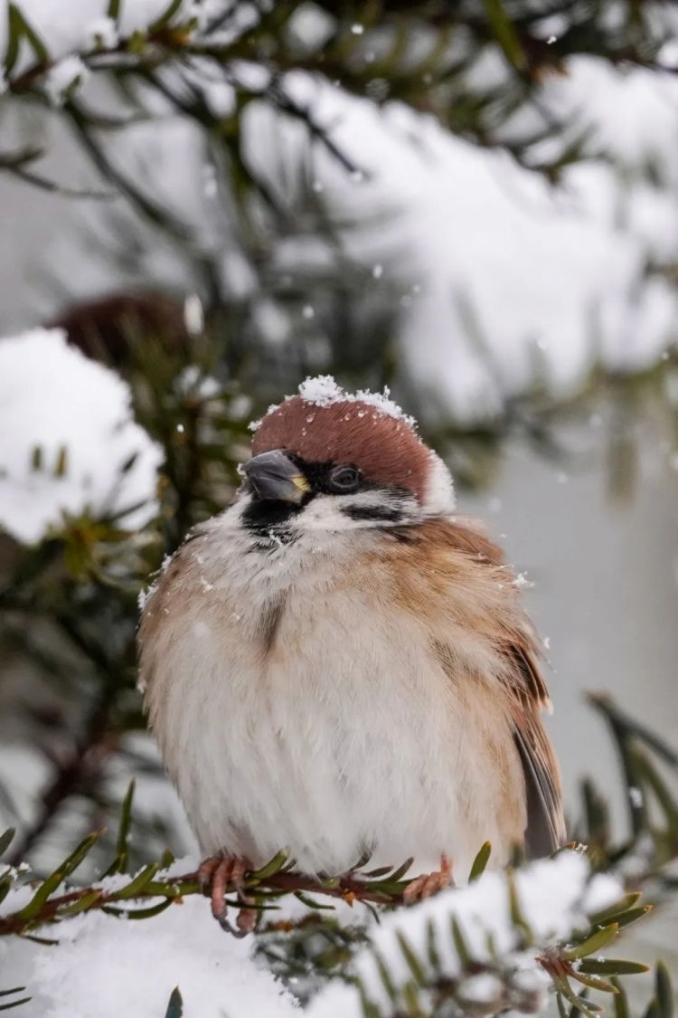第273期：安倍晋三遇刺案宣判无期；提前大选 高市早苗支持率骤降？上野双胞胎熊猫回国 日本再无大熊猫？| 百通板