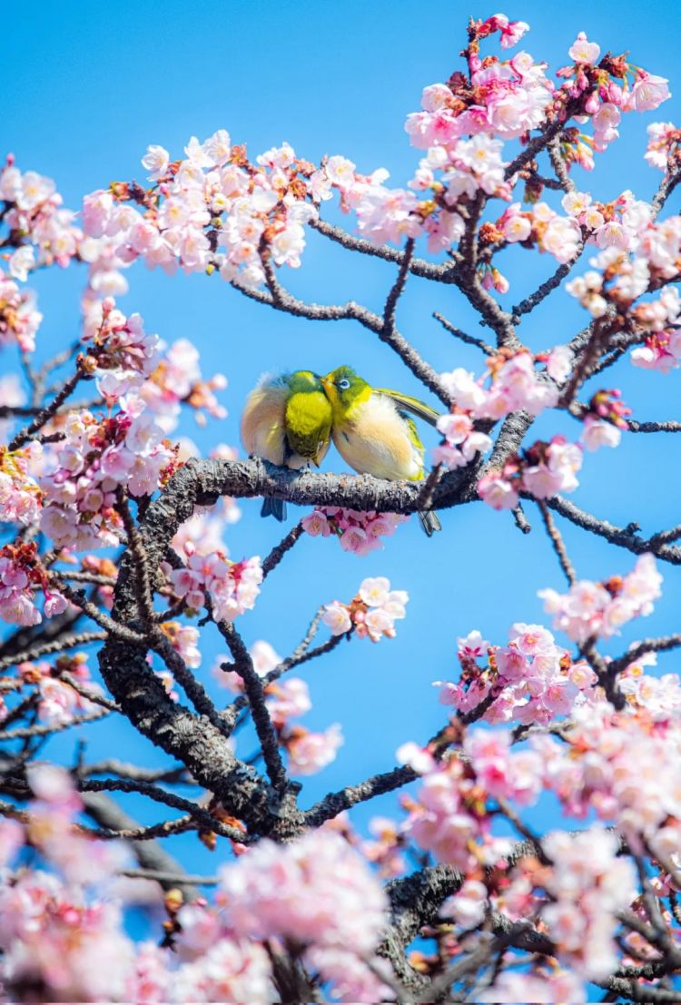 第273期：安倍晋三遇刺案宣判无期；提前大选 高市早苗支持率骤降？上野双胞胎熊猫回国 日本再无大熊猫？| 百通板