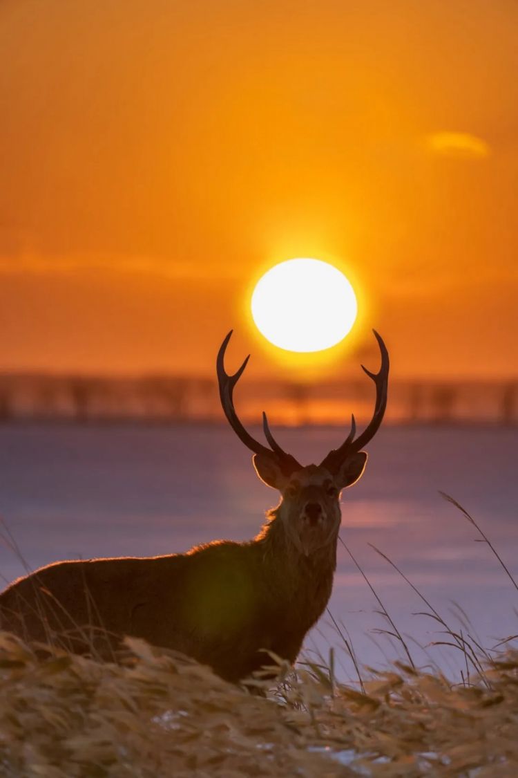 第273期：安倍晋三遇刺案宣判无期；提前大选 高市早苗支持率骤降？上野双胞胎熊猫回国 日本再无大熊猫？| 百通板