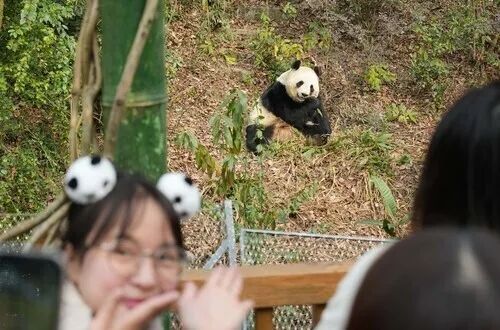 第273期：安倍晋三遇刺案宣判无期；提前大选 高市早苗支持率骤降？上野双胞胎熊猫回国 日本再无大熊猫？| 百通板