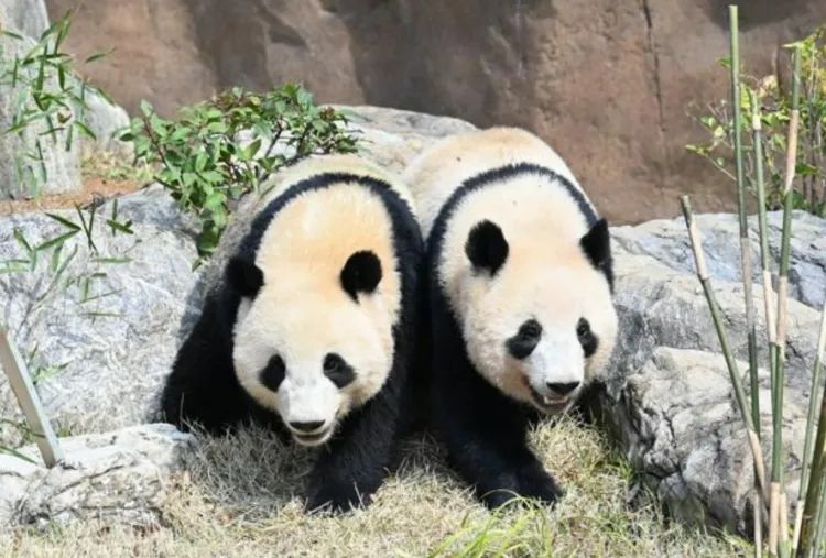 第273期：安倍晋三遇刺案宣判无期；提前大选 高市早苗支持率骤降？上野双胞胎熊猫回国 日本再无大熊猫？| 百通板