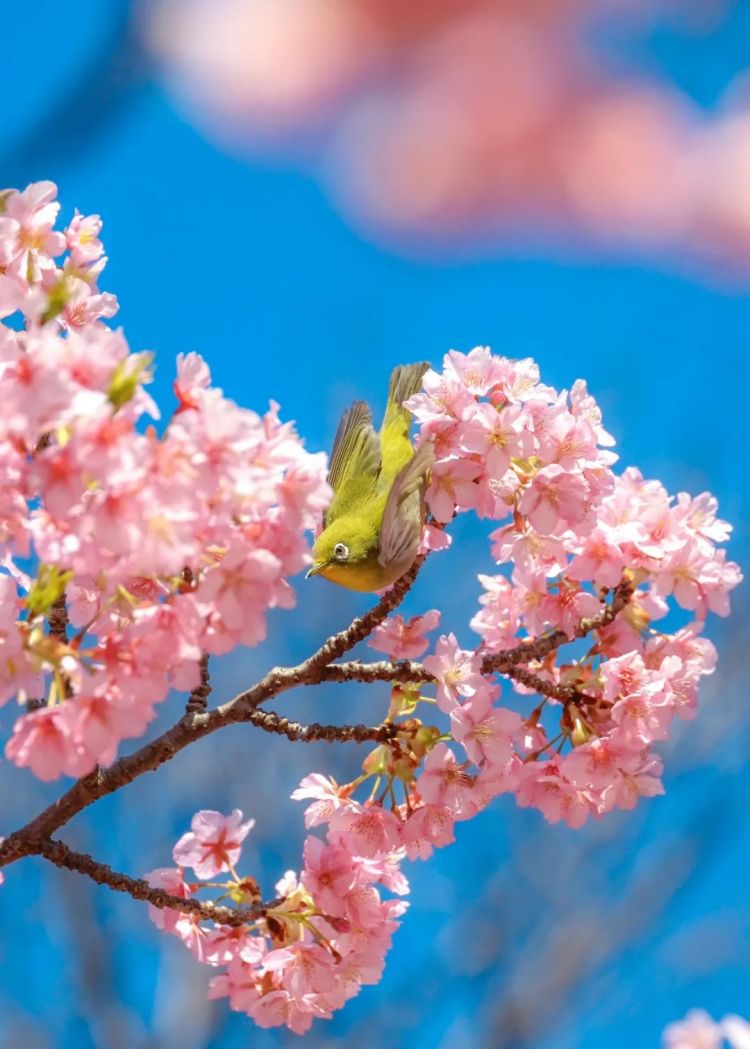 第274期：安倍晋三遇刺案山上彻也将上诉；日本新首相将于18日选出；米仓凉子复出？石原里美木村拓哉梦幻联动？| 百通板