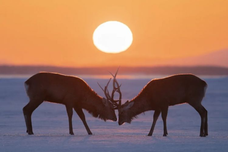 第275期:众议院选举大胜 日本进入高市早苗首相时代?米兰冬奥日本花滑团体摘银;平成的山口百惠闪婚?| 百通板 第275期:众议院选举大胜 日本进入高市早苗首相时代?米兰冬奥日本花滑团体摘银;平成的山口百惠闪婚?| 百通板