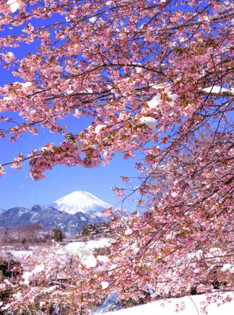 第275期:众议院选举大胜 日本进入高市早苗首相时代?米兰冬奥日本花滑团体摘银;平成的山口百惠闪婚?| 百通板 第275期:众议院选举大胜 日本进入高市早苗首相时代?米兰冬奥日本花滑团体摘银;平成的山口百惠闪婚?| 百通板