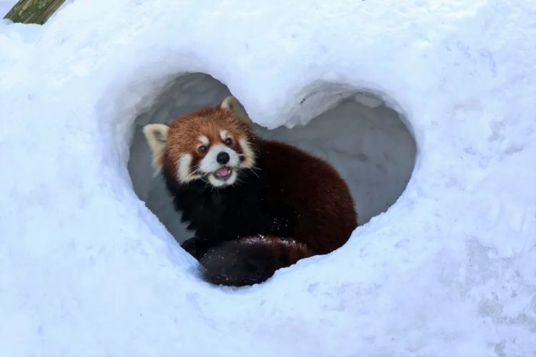 第275期:众议院选举大胜 日本进入高市早苗首相时代?米兰冬奥日本花滑团体摘银;平成的山口百惠闪婚?| 百通板 第275期:众议院选举大胜 日本进入高市早苗首相时代?米兰冬奥日本花滑团体摘银;平成的山口百惠闪婚?| 百通板