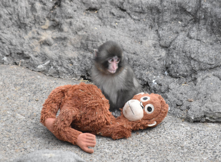 日本小猴抱玩偶入睡引热议 动物园:它把玩偶当妈妈 日本小猴抱玩偶入睡引热议 动物园:它把玩偶当妈妈