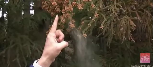 日本的花粉来了！今年堪比“致死量”级别……