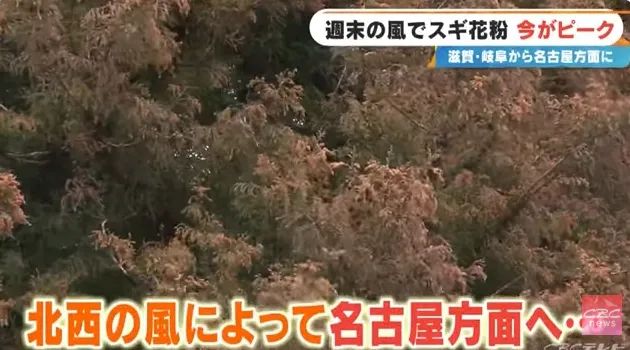 日本的花粉来了！今年堪比“致死量”级别……