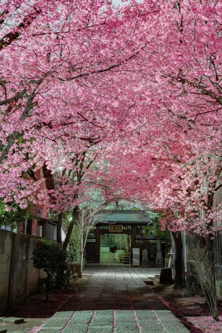 第278期：中国游客被撞身亡案开庭；小学馆包庇性犯罪编剧复出？宇多田光X樱桃小丸子联动；宝可梦30周年 | 百通板