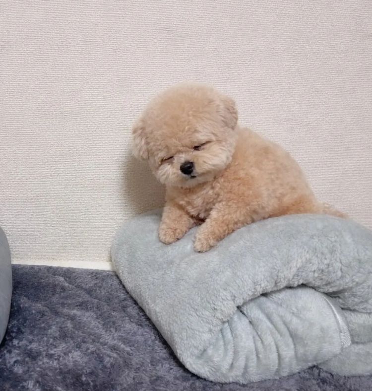 第279期:日本将征单身税?任天堂起诉特朗普?富士山再发登山事故;吴彦祖接替木村拓哉?| 百通板 第279期:日本将征单身税?任天堂起诉特朗普?富士山再发登山事故;吴彦祖接替木村拓哉?| 百通板