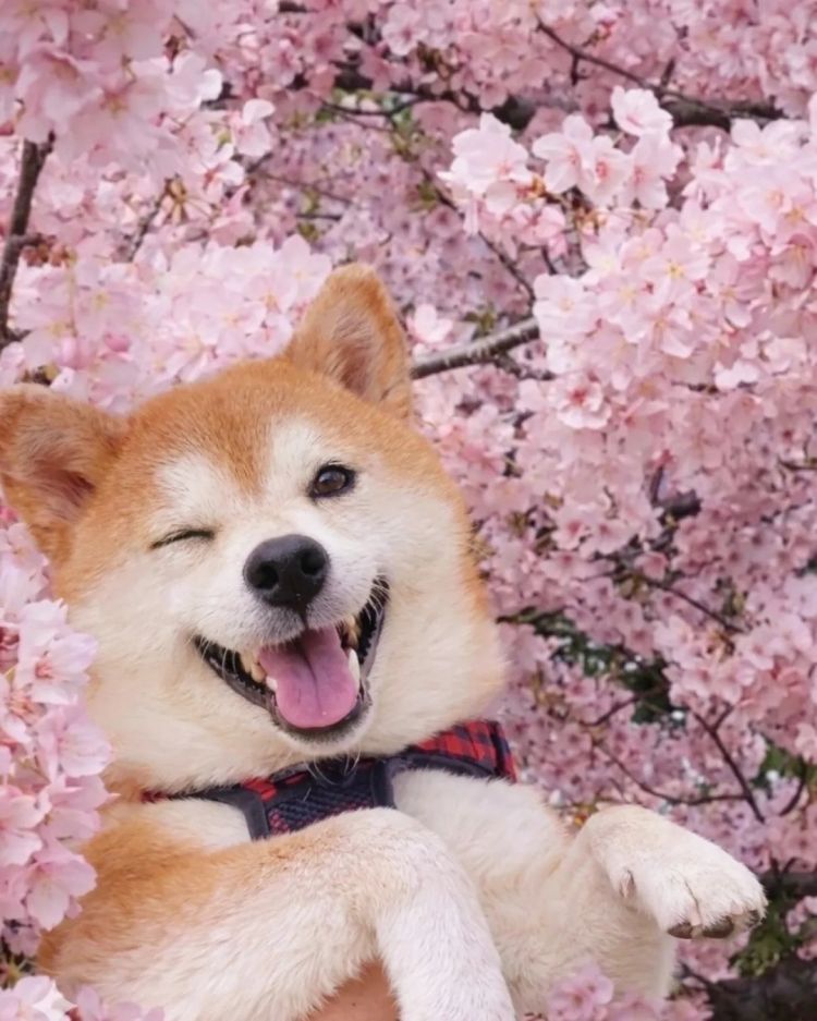 第279期:日本将征单身税?任天堂起诉特朗普?富士山再发登山事故;吴彦祖接替木村拓哉?| 百通板 第279期:日本将征单身税?任天堂起诉特朗普?富士山再发登山事故;吴彦祖接替木村拓哉?| 百通板