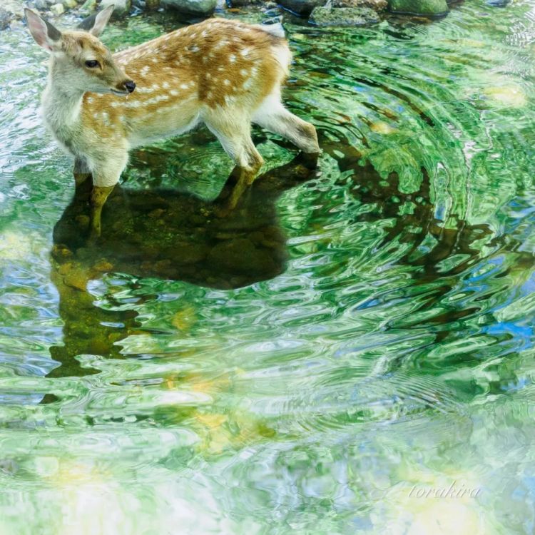 第279期:日本将征单身税?任天堂起诉特朗普?富士山再发登山事故;吴彦祖接替木村拓哉?| 百通板 第279期:日本将征单身税?任天堂起诉特朗普?富士山再发登山事故;吴彦祖接替木村拓哉?| 百通板