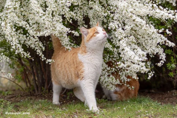 第280期:高市早苗否决女性天皇论?本田汽车估算巨额赤字?经典日剧《深夜食堂》将拍续集;第49届日本电影学院奖 | 百通板 第280期:高市早苗否决女性天皇论?本田汽车估算巨额赤字?经典日剧《深夜食堂》将拍续集;第49届日本电影学院奖 | 百通板