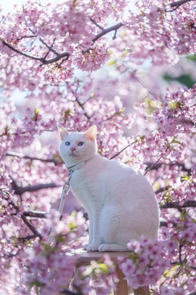 第280期:高市早苗否决女性天皇论?本田汽车估算巨额赤字?经典日剧《深夜食堂》将拍续集;第49届日本电影学院奖 | 百通板 第280期:高市早苗否决女性天皇论?本田汽车估算巨额赤字?经典日剧《深夜食堂》将拍续集;第49届日本电影学院奖 | 百通板