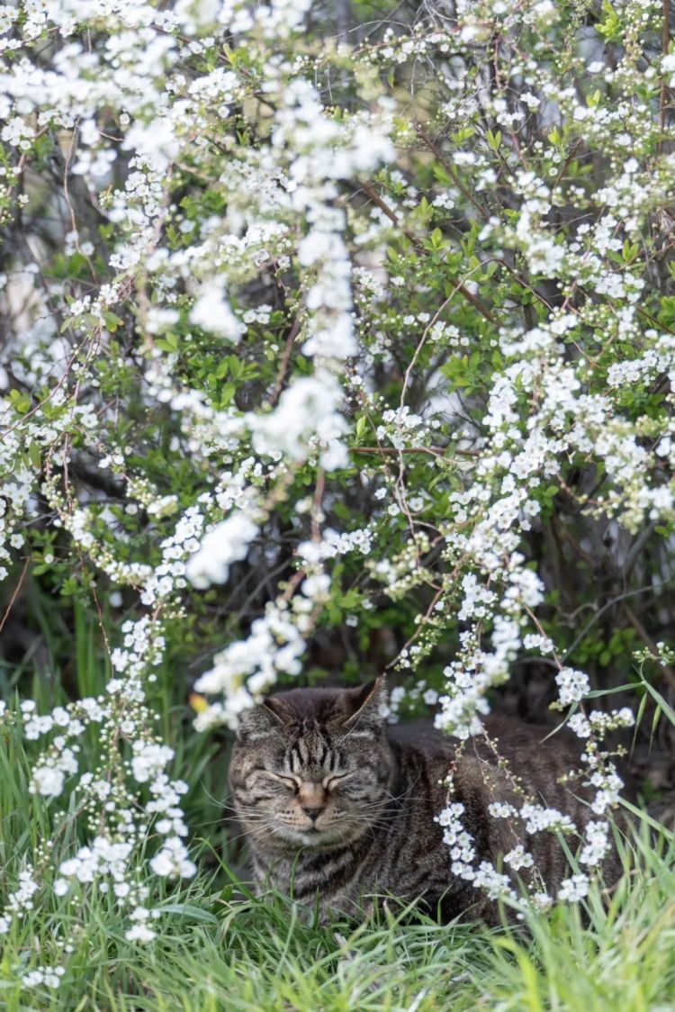 第280期:高市早苗否决女性天皇论?本田汽车估算巨额赤字?经典日剧《深夜食堂》将拍续集;第49届日本电影学院奖 | 百通板 第280期:高市早苗否决女性天皇论?本田汽车估算巨额赤字?经典日剧《深夜食堂》将拍续集;第49届日本电影学院奖 | 百通板