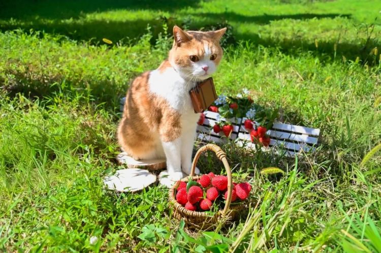 第280期:高市早苗否决女性天皇论?本田汽车估算巨额赤字?经典日剧《深夜食堂》将拍续集;第49届日本电影学院奖 | 百通板 第280期:高市早苗否决女性天皇论?本田汽车估算巨额赤字?经典日剧《深夜食堂》将拍续集;第49届日本电影学院奖 | 百通板