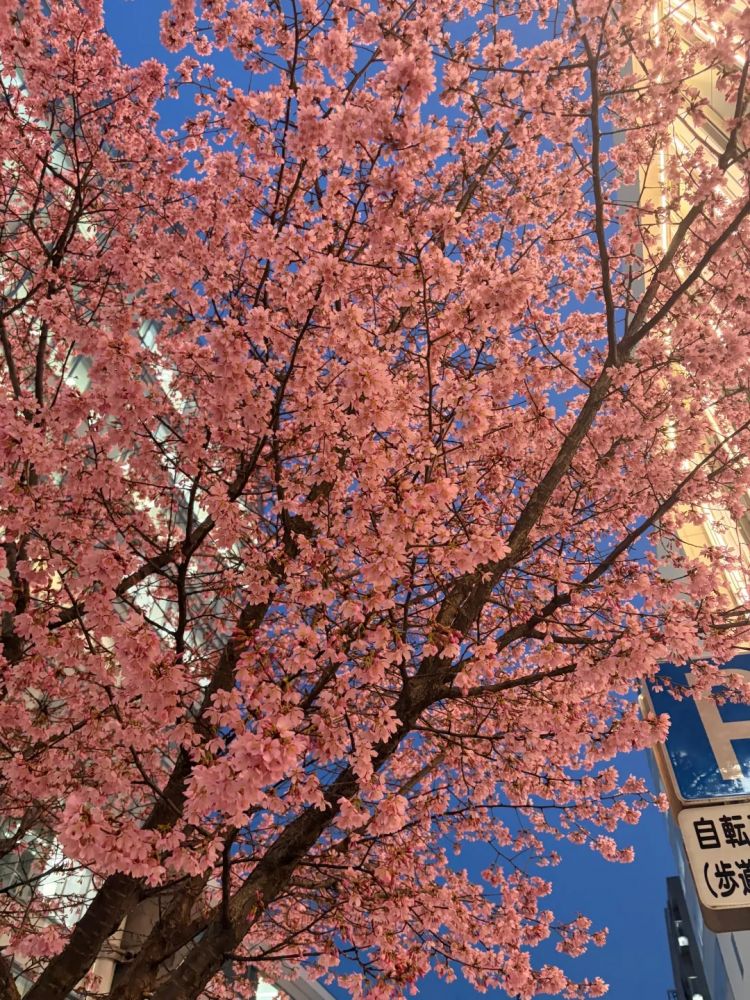 日本的樱花开了，为什么富士山下的樱花祭被叫停