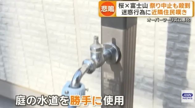 日本的樱花开了，为什么富士山下的樱花祭被叫停