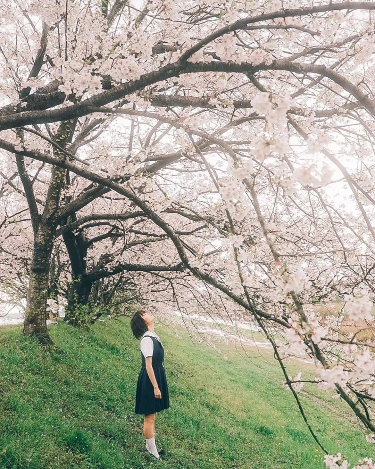 第281期：特朗普再提珍珠港？日本自卫队队员持刀闯入中国大使馆？拉布布X索尼将拍电影；索尼本田中止EV合作 | 百通板