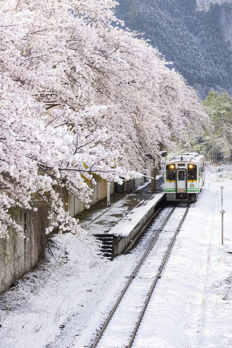 第282期：东京万人集会抗议高市早苗修宪？自卫队军官闯入中国大使馆；日本或于4月实现学校免费供餐？内田有纪X柏原崇秘密完婚？| 百通板