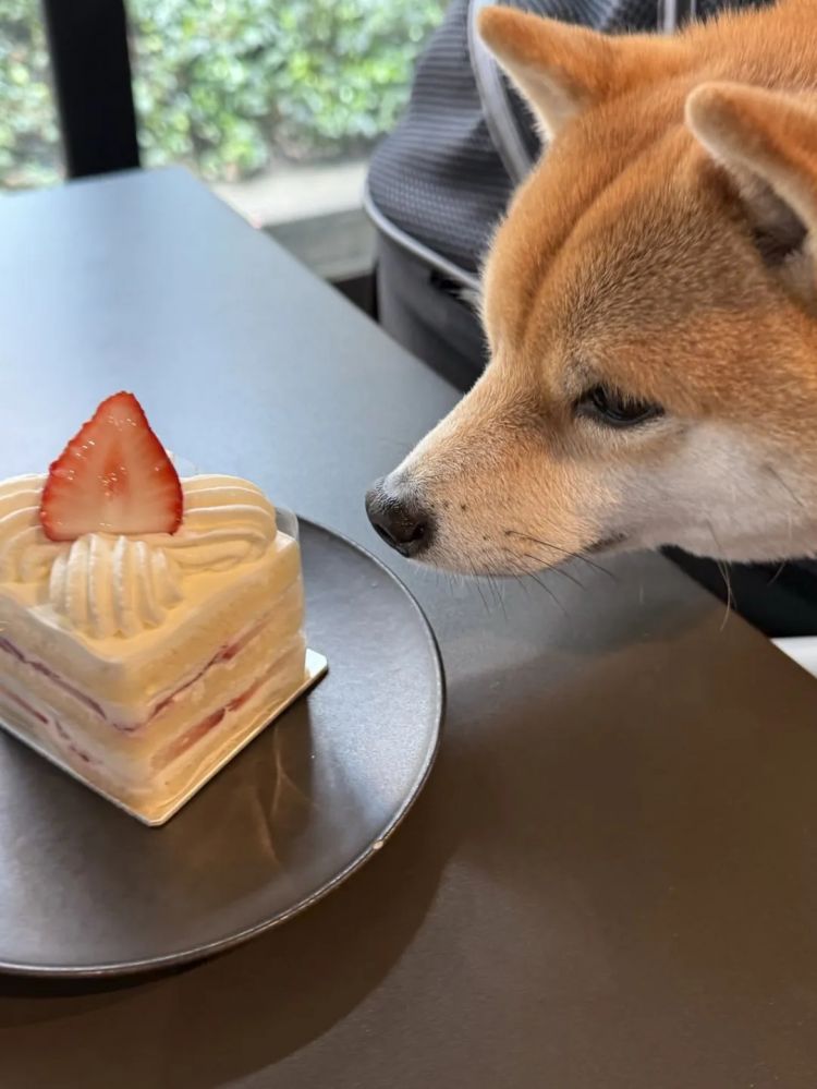 第282期：东京万人集会抗议高市早苗修宪？自卫队军官闯入中国大使馆；日本或于4月实现学校免费供餐？内田有纪X柏原崇秘密完婚？| 百通板