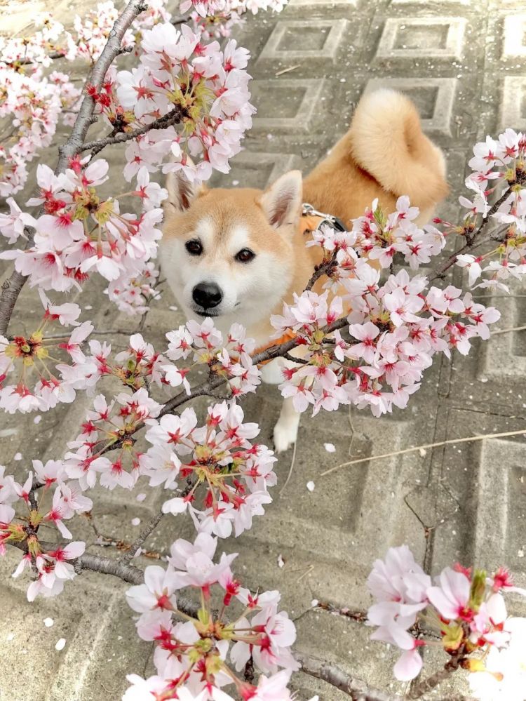 第283期:高市早苗公布个人资产?日本中学制服价格飙升 或统一制服?绫濑遥写3万封情书?| 百通板 第283期:高市早苗公布个人资产?日本中学制服价格飙升 或统一制服?绫濑遥写3万封情书?| 百通板