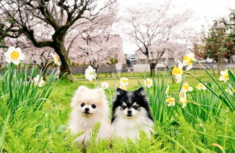 第283期:高市早苗公布个人资产?日本中学制服价格飙升 或统一制服?绫濑遥写3万封情书?| 百通板 第283期:高市早苗公布个人资产?日本中学制服价格飙升 或统一制服?绫濑遥写3万封情书?| 百通板