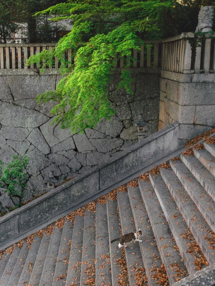 第283期:高市早苗公布个人资产?日本中学制服价格飙升 或统一制服?绫濑遥写3万封情书?| 百通板 第283期:高市早苗公布个人资产?日本中学制服价格飙升 或统一制服?绫濑遥写3万封情书?| 百通板