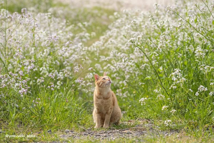 第283期:高市早苗公布个人资产?日本中学制服价格飙升 或统一制服?绫濑遥写3万封情书?| 百通板 第283期:高市早苗公布个人资产?日本中学制服价格飙升 或统一制服?绫濑遥写3万封情书?| 百通板