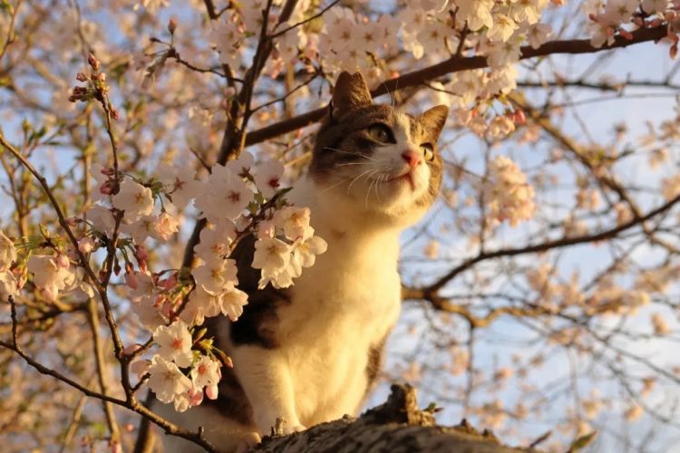 第283期:高市早苗公布个人资产?日本中学制服价格飙升 或统一制服?绫濑遥写3万封情书?| 百通板 第283期:高市早苗公布个人资产?日本中学制服价格飙升 或统一制服?绫濑遥写3万封情书?| 百通板