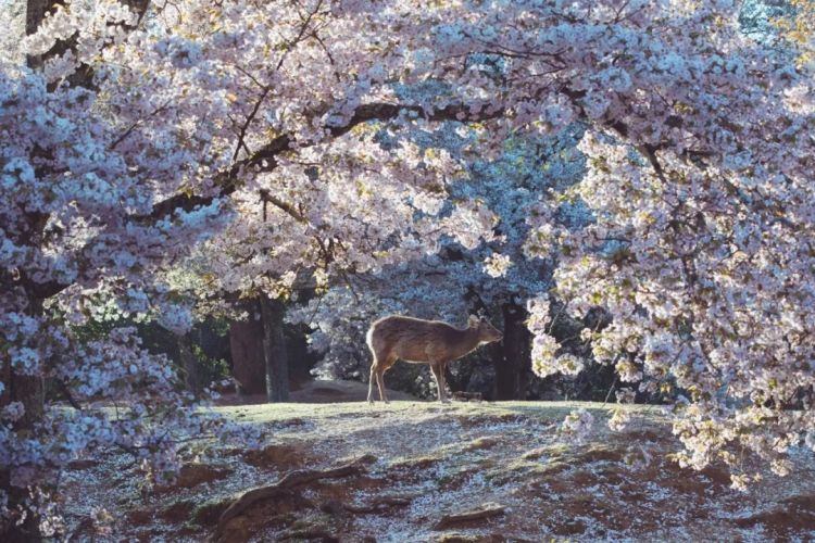 第283期:高市早苗公布个人资产?日本中学制服价格飙升 或统一制服?绫濑遥写3万封情书?| 百通板 第283期:高市早苗公布个人资产?日本中学制服价格飙升 或统一制服?绫濑遥写3万封情书?| 百通板