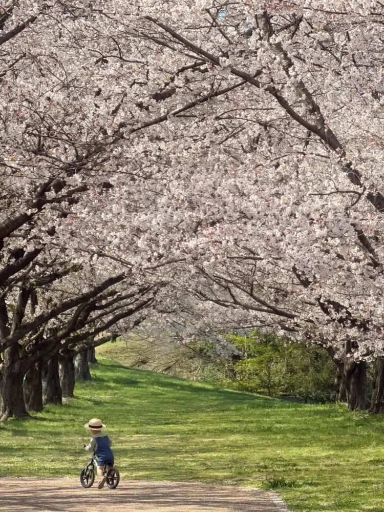 第283期:高市早苗公布个人资产?日本中学制服价格飙升 或统一制服?绫濑遥写3万封情书?| 百通板 第283期:高市早苗公布个人资产?日本中学制服价格飙升 或统一制服?绫濑遥写3万封情书?| 百通板