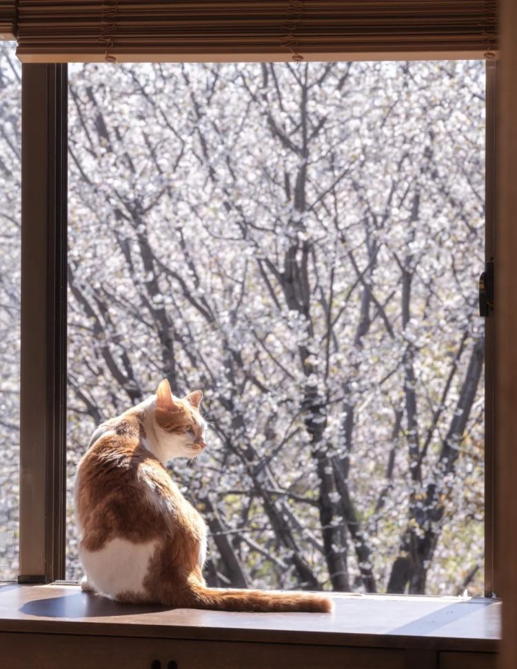 第284期：东京又发钱了？京都11岁男童遗体发现 其父涉嫌抛尸？藤井风首登科切拉；是枝裕和再入围戛纳 | 百通板