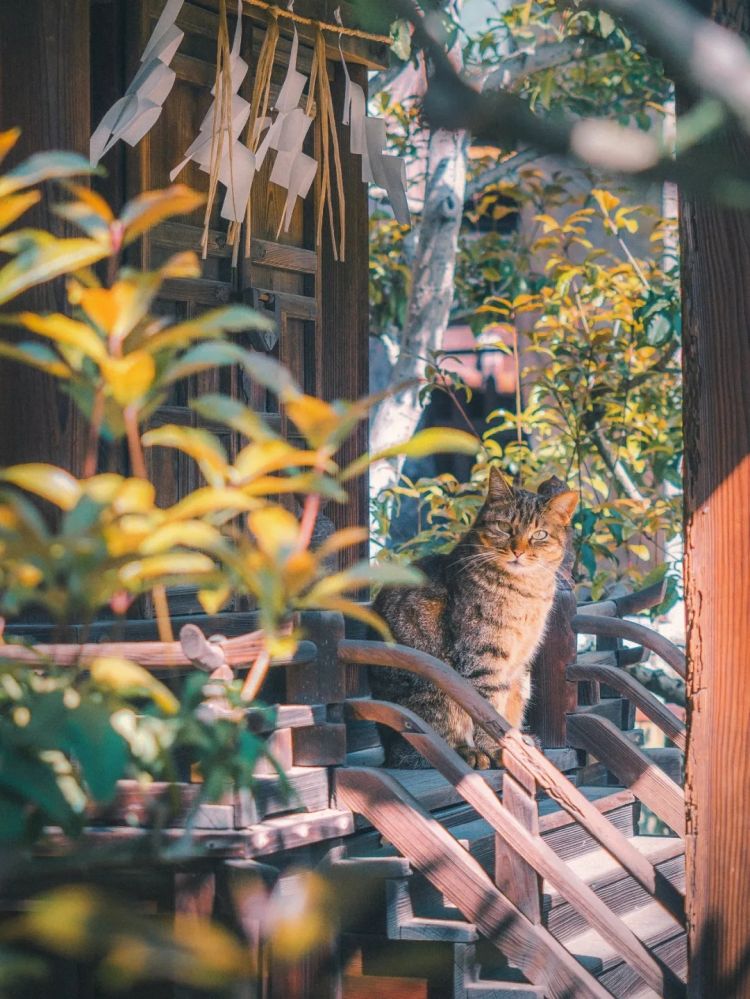 第285期：高市早苗入选时代百大人物 但支持率再创新低？日本大幅放宽武器出口限制？网飞将拍高达真人版 | 百通板