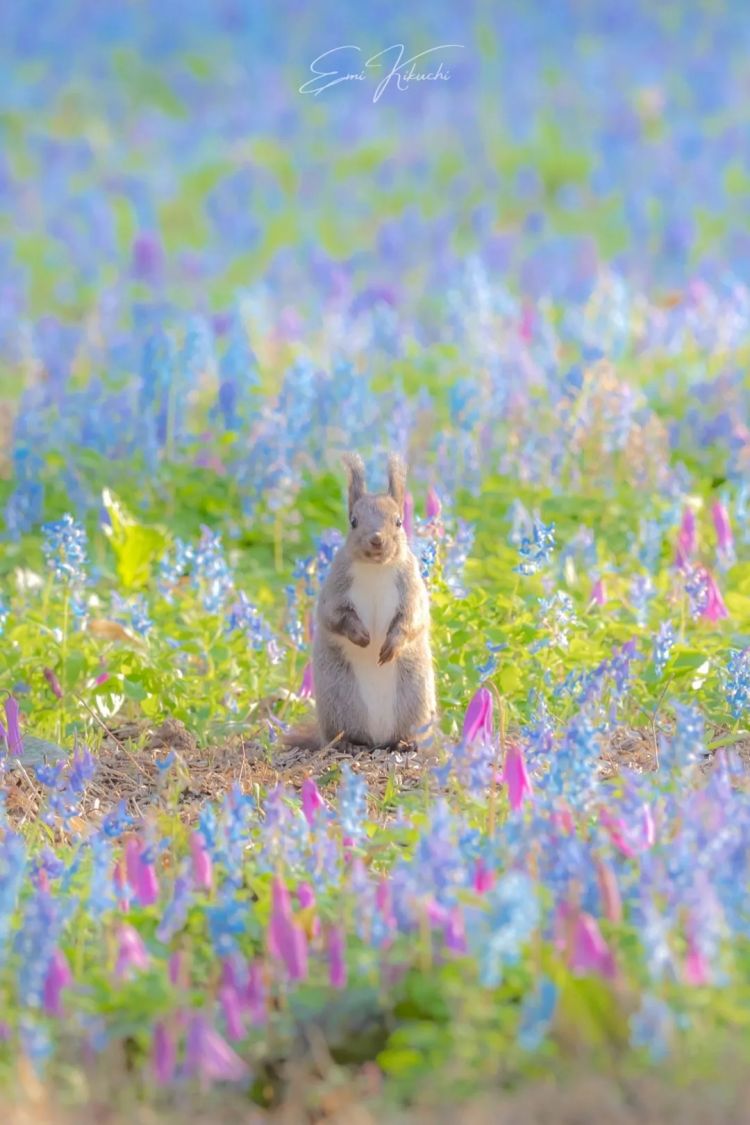 第285期：高市早苗入选时代百大人物 但支持率再创新低？日本大幅放宽武器出口限制？网飞将拍高达真人版 | 百通板