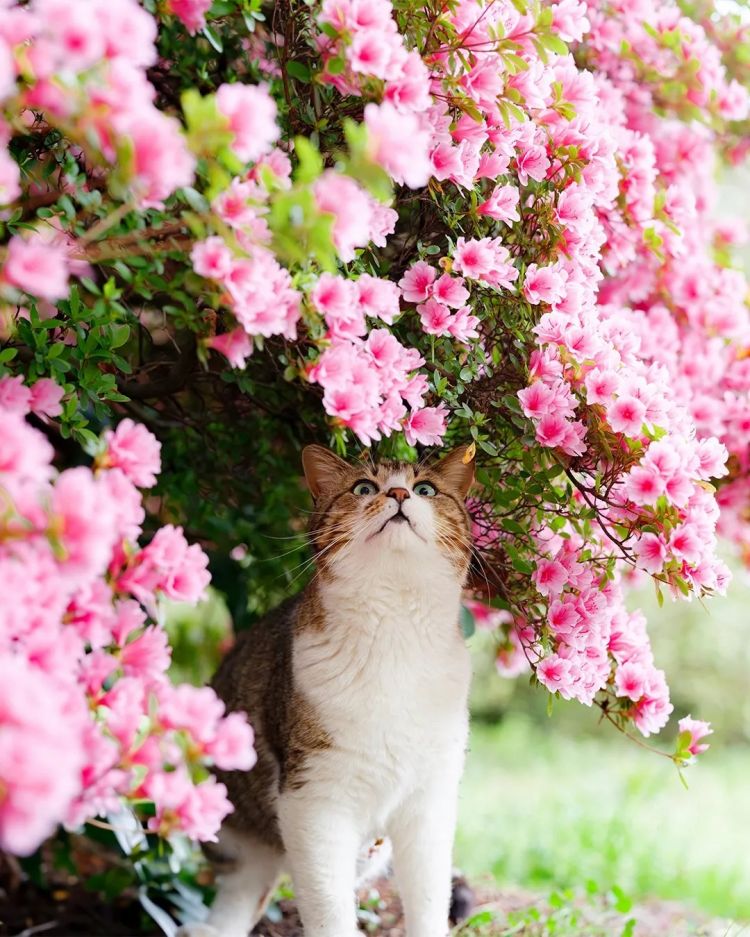 第285期：高市早苗入选时代百大人物 但支持率再创新低？日本大幅放宽武器出口限制？网飞将拍高达真人版 | 百通板