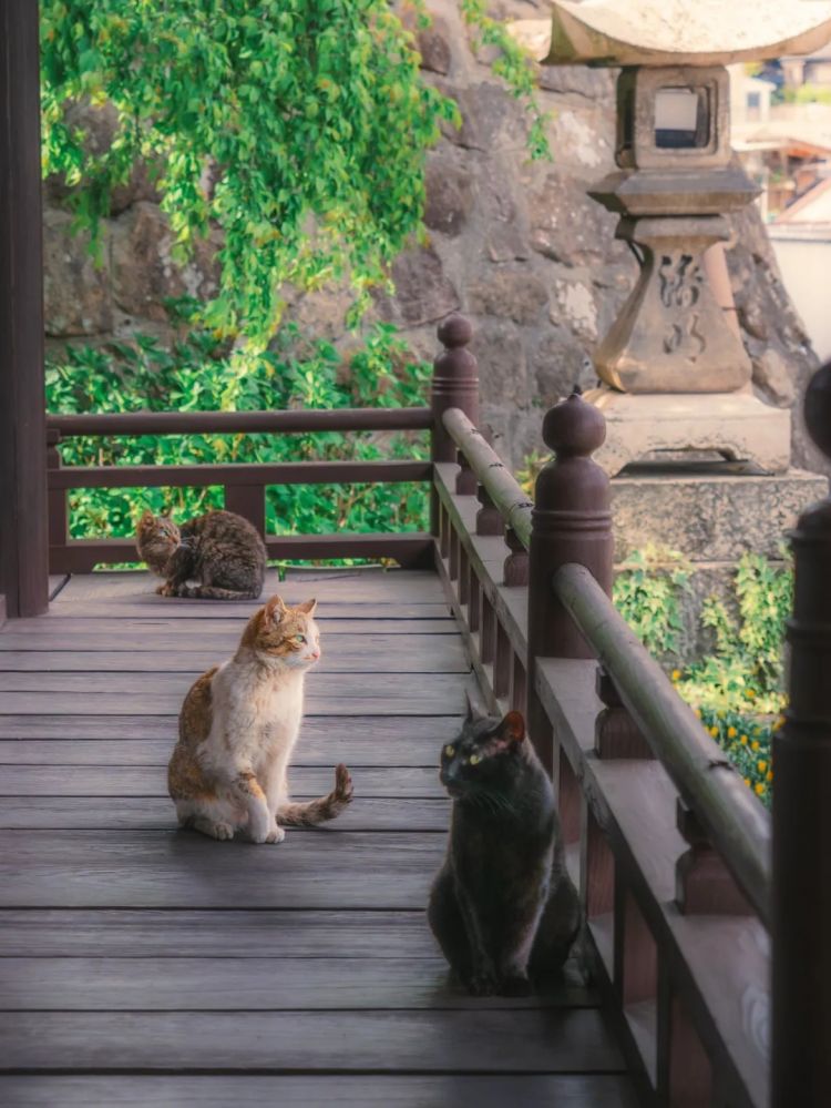 第285期：高市早苗入选时代百大人物 但支持率再创新低？日本大幅放宽武器出口限制？网飞将拍高达真人版 | 百通板