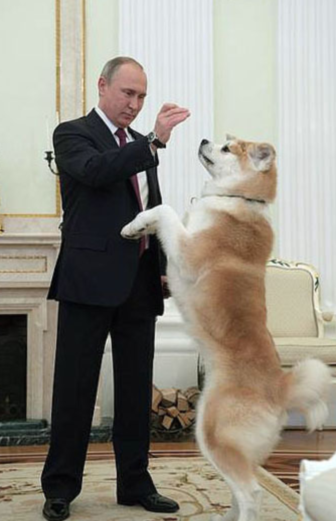 普京总统爱犬去世 系日本秋田县所赠秋田犬