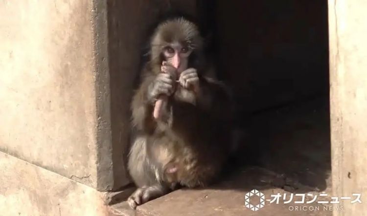 两名美国人头戴表情包闯日本动物园猴山,疑似宣传虚拟货币?日网:猴子都比他们有人性! 两名美国人头戴表情包闯日本动物园猴山,疑似宣传虚拟货币?日网:猴子都比他们有人性!