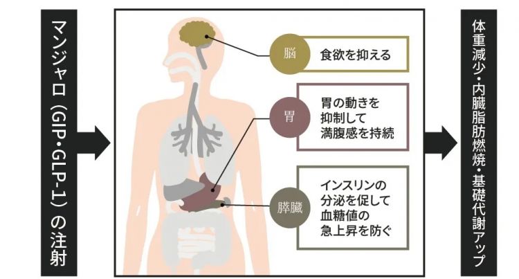 半年瘦22公斤？！在日华人朋友圈、小红书疯传的“减肥神药”竟然是……