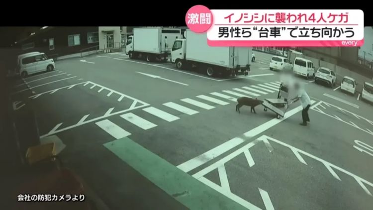 野猪街头打擂台,黑熊纵享“霸王餐”……日本迎来野生动物暑期“City Walk” 野猪街头打擂台,黑熊纵享“霸王餐”……日本迎来野生动物暑期“City Walk”