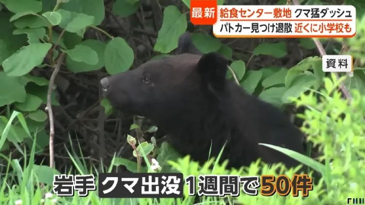野猪街头打擂台,黑熊纵享“霸王餐”……日本迎来野生动物暑期“City Walk” 野猪街头打擂台,黑熊纵享“霸王餐”……日本迎来野生动物暑期“City Walk”